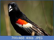 Cliquez sur l'image pour la voir en taille relle

Nom : Longtailed_Widowbird,_Euplectes_progne_in_early_summer_breading_plumage_at_Rietvlei_Nature_Reser.jpg
Affichages : 44
Taille : 40,3 Ko
ID : 117662