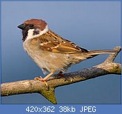 Cliquez sur l'image pour la voir en taille relle

Nom : 290px-Tree-Sparrow-2009-16-02.jpg
Affichages : 261
Taille : 38,2 Ko
ID : 114977
