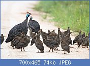 Cliquez sur l'image pour la voir en taille relle

Nom : 1280px-Helmeted_Guineafowl_and_chicks_2247191680.jpg
Affichages : 95
Taille : 73,9 Ko
ID : 116891