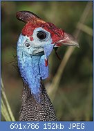 Cliquez sur l'image pour la voir en taille relle

Nom : 1024px-Helmeted_guineafowl_(Numida_meleagris_damarensis)_head1.jpg
Affichages : 90
Taille : 152,3 Ko
ID : 116905