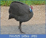 Cliquez sur l'image pour la voir en taille relle

Nom : Helmeted_Guineafowl_(Numida_meleagris)_(6044875429).jpg
Affichages : 91
Taille : 145,3 Ko
ID : 116907