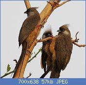 Cliquez sur l'image pour la voir en taille relle

Nom : 2009-0630-ColiStri-Ethiopia-BahirDar-029.jpg
Affichages : 322
Taille : 56,7 Ko
ID : 123618