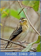 Cliquez sur l'image pour la voir en taille relle

Nom : 1280px-Black-winged_Red_Bishop,_female,_Gambia_(12482263044).jpg
Affichages : 274
Taille : 103,6 Ko
ID : 123066