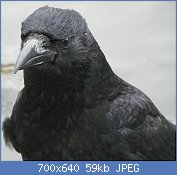 Cliquez sur l'image pour la voir en taille relle

Nom : Carrion_Crow_aka_Corvus_corone.jpg
Affichages : 84
Taille : 59,4 Ko
ID : 113760