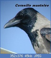 Cliquez sur l'image pour la voir en taille relle

Nom : cornix010319_2w.jpg
Affichages : 80
Taille : 45,0 Ko
ID : 113776