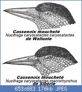 Cliquez sur l'image pour la voir en taille relle

Nom : Two_Spotted_Nutcracker_subspecies.jpg
Affichages : 70
Taille : 176,1 Ko
ID : 113789