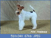 Cliquez sur l'image pour la voir en taille relle

Nom : Fox-terrier-a-poil-dur.jpg
Affichages : 277
Taille : 66,7 Ko
ID : 117339