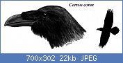 Cliquez sur l'image pour la voir en taille relle

Nom : crows_by_unlobogris222.jpg
Affichages : 61
Taille : 21,6 Ko
ID : 113787