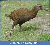 Cliquez sur l'image pour la voir en taille relle

Nom : 1024px-Weka_(bird).jpg
Affichages : 231
Taille : 143,9 Ko
ID : 123396