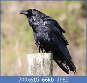 Cliquez sur l'image pour la voir en taille relle

Nom : Common_raven_by_David_Hofmann.jpg
Affichages : 26
Taille : 66,5 Ko
ID : 111188