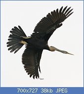 Cliquez sur l'image pour la voir en taille relle

Nom : Oriental_Darter_in_flight_-_Series_3_of_4_-_Flickr_-_Lip_Kee.jpg
Affichages : 75
Taille : 38,0 Ko
ID : 121965