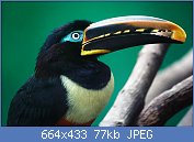 Cliquez sur l'image pour la voir en taille relle

Nom : Chestnut-eared-aracari.jpg
Affichages : 52
Taille : 77,4 Ko
ID : 118168