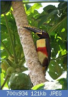 Cliquez sur l'image pour la voir en taille relle

Nom : 800px-Aracari.jpg
Affichages : 26
Taille : 120,6 Ko
ID : 118169