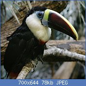 Cliquez sur l'image pour la voir en taille relle

Nom : White-throated_Toucan.jpg
Affichages : 49
Taille : 78,2 Ko
ID : 118171