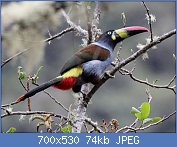 Cliquez sur l'image pour la voir en taille relle

Nom : Gray-breasted_Mountain-Toucan_(Andigena_hypoglauca).jpg
Affichages : 20
Taille : 74,4 Ko
ID : 118172