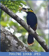 Cliquez sur l'image pour la voir en taille relle

Nom : 800px-Selenidera_gouldii_-_Gould's_toucanet_(male).jpg
Affichages : 75
Taille : 99,6 Ko
ID : 118184