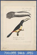 Cliquez sur l'image pour la voir en taille relle

Nom : Pteroglossus_aracari_-_1700-1880_-_Print_-_Iconographia_Zoologica_-_Special_Collections_Universi.jpg
Affichages : 23
Taille : 93,9 Ko
ID : 118189