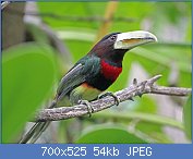 Cliquez sur l'image pour la voir en taille relle

Nom : 1280px-Ivory-billed_Aracari_RWD4  PTEROGLOSSUS AZARA.jpg
Affichages : 27
Taille : 54,1 Ko
ID : 118202