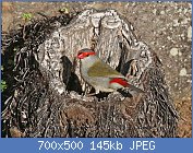 Cliquez sur l'image pour la voir en taille relle

Nom : 1280px-Red-browed_Finch_JCB.jpg
Affichages : 266
Taille : 145,3 Ko
ID : 118992