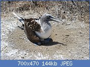 Cliquez sur l'image pour la voir en taille relle

Nom : 1280px-Blue-footed_Booby_with_young.jpg
Affichages : 31
Taille : 143,8 Ko
ID : 117704