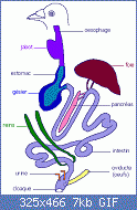 Cliquez sur l'image pour la voir en taille relle

Nom : appareil_digestif.gif
Affichages : 192
Taille : 7,0 Ko
ID : 103885