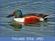 Cliquez sur l'image pour la voir en taille relle

Nom : 1280px-Northern_Shoveler_Anas_clypeata.jpg
Affichages : 261
Taille : 56,7 Ko
ID : 123384