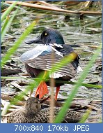 Cliquez sur l'image pour la voir en taille relle

Nom : 800px-Northern_Shoveler_(26454022924).jpg
Affichages : 262
Taille : 169,6 Ko
ID : 123386