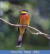 Cliquez sur l'image pour la voir en taille relle

Nom : Cinnamon-chested_bee-eater_(Merops_oreobates).jpg
Affichages : 68
Taille : 53,6 Ko
ID : 112765