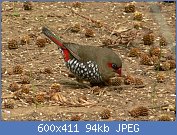 Cliquez sur l'image pour la voir en taille relle

Nom : 10354_8370%20Red-eared%20Firetail.jpg
Affichages : 248
Taille : 94,5 Ko
ID : 119013