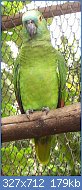 Cliquez sur l'image pour la voir en taille relle

Nom : amazoneafrontbleu - Amazona aestiva.jpg
Affichages : 909
Taille : 178,5 Ko
ID : 77326