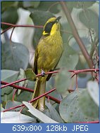 Cliquez sur l'image pour la voir en taille relle

Nom : Lichenostomus_melanops.jpg
Affichages : 60
Taille : 128,1 Ko
ID : 117598