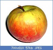 Cliquez sur l'image pour la voir en taille relle

Nom : 1024px-Malus-Boskoop_organic.jpg
Affichages : 33
Taille : 56,7 Ko
ID : 104969