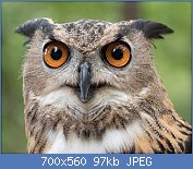 Cliquez sur l'image pour la voir en taille relle

Nom : 1280px-Eurasian_eagle-owl_(44088).jpg
Affichages : 260
Taille : 96,7 Ko
ID : 123529