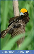 Cliquez sur l'image pour la voir en taille relle

Nom : Blackbreastedweaver_DSC_6513_040813_dadri.jpg
Affichages : 72
Taille : 72,7 Ko
ID : 119181