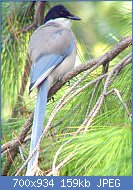 Cliquez sur l'image pour la voir en taille relle

Nom : Cyanopica_cyanus_Hong_Kong_2.jpg
Affichages : 91
Taille : 159,2 Ko
ID : 119278