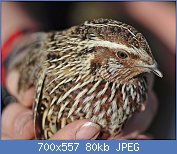 Cliquez sur l'image pour la voir en taille relle

Nom : Quail_in_hands,_Canberra_ACT.jpg
Affichages : 60
Taille : 80,3 Ko
ID : 112286