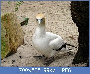 Cliquez sur l'image pour la voir en taille relle

Nom : 1024px-Australian_Gannet_2 (Copy).jpg
Affichages : 92
Taille : 98,8 Ko
ID : 110522