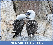 Cliquez sur l'image pour la voir en taille relle

Nom : 1024px-Peruvian_Booby (Copy).jpg
Affichages : 95
Taille : 113,5 Ko
ID : 110525