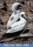 Cliquez sur l'image pour la voir en taille relle

Nom : 800px-Masked_booby_with_chick (Copy).jpg
Affichages : 85
Taille : 85,4 Ko
ID : 110527