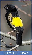 Cliquez sur l'image pour la voir en taille relle

Nom : Yellow_Bishop_(Euplectes_capensis)_(28458186644).jpg
Affichages : 60
Taille : 134,9 Ko
ID : 122500