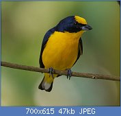 Cliquez sur l'image pour la voir en taille relle

Nom : Thick-billed_Euphonia_(Euphonia_laniirostris).jpg
Affichages : 14
Taille : 46,8 Ko
ID : 114464