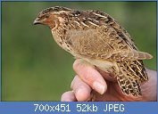 Cliquez sur l'image pour la voir en taille relle

Nom : Coturnix_coturnix_(Phasianidae)_(Common_Quail)_-_(second_calendar_year),_Meijendel,_the_Netherla.jpg
Affichages : 250
Taille : 51,8 Ko
ID : 123422