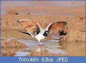 Cliquez sur l'image pour la voir en taille relle

Nom : Namaqua_dove,_Oena_capensis,_at_Mapungubwe_National_Park,_Limpopo,_South_Africa_(18089082955).jpg
Affichages : 60
Taille : 63,4 Ko
ID : 116767