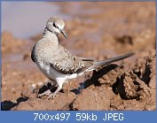 Cliquez sur l'image pour la voir en taille relle

Nom : Namaqua_dove,_Oena_capensis,_at_Mapungubwe_National_Park,_Limpopo,_South_Africa_(17902914729).jpg
Affichages : 53
Taille : 59,3 Ko
ID : 116773