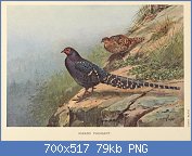 Cliquez sur l'image pour la voir en taille relle

Nom : Mikado_Pheasant_by_George_Edward_Lodge.jpg
Affichages : 71
Taille : 79,1 Ko
ID : 117835