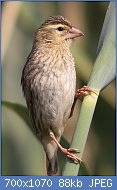 Cliquez sur l'image pour la voir en taille relle

Nom : Female_Southern_Red_Bishop,_or_Red_Bishop,_Euplectes_BBBBBorix_at_Rietvlei_Nature_Reserve,_South.jpg
Affichages : 20
Taille : 88,2 Ko
ID : 117173