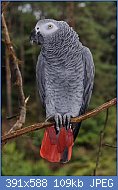 Cliquez sur l'image pour la voir en taille relle

Nom : perroquetgrisduGabon - Psittacus erithacus.jpg
Affichages : 1284
Taille : 108,7 Ko
ID : 77325