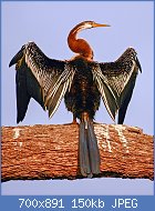 Cliquez sur l'image pour la voir en taille relle

Nom : 800px-Oriental_darter_(Anhinga_melanogaster)_21-Mar-2007_6-10-09_AM.jpg
Affichages : 79
Taille : 150,0 Ko
ID : 121960