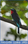 Cliquez sur l'image pour la voir en taille relle

Nom : Black_Bee-eater_-_Ghana_S4E2547.jpg
Affichages : 52
Taille : 116,4 Ko
ID : 112763