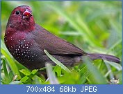 Cliquez sur l'image pour la voir en taille relle

Nom : Brown_Firefinch,_Garneton,_Kitwe,_Zambia_(16410046988).jpg
Affichages : 96
Taille : 68,4 Ko
ID : 109865